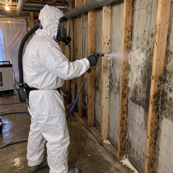 Remediation worker treating mouldy basement wall framing